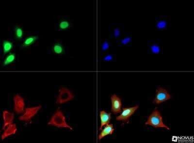 Immunocytochemistry/Immunofluorescence Staining of GFP in GFP-Hela Cells Using Biotin Conjugated Antibody